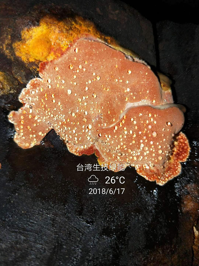 牛樟芝图片