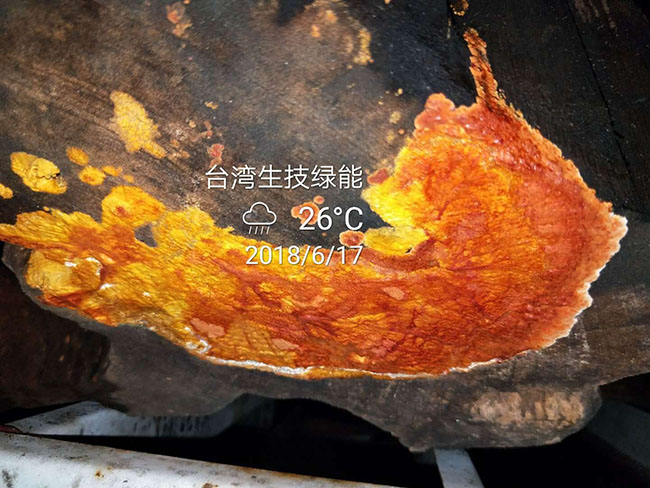 牛樟芝