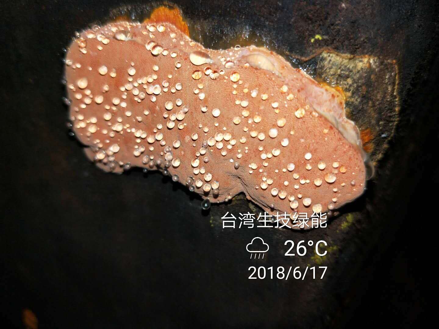 ţ֥ʵͼƬ