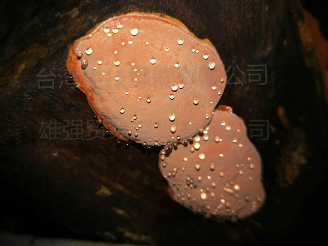 牛樟芝