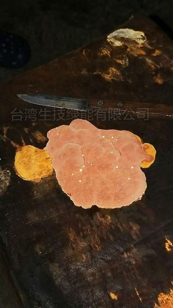 牛樟芝