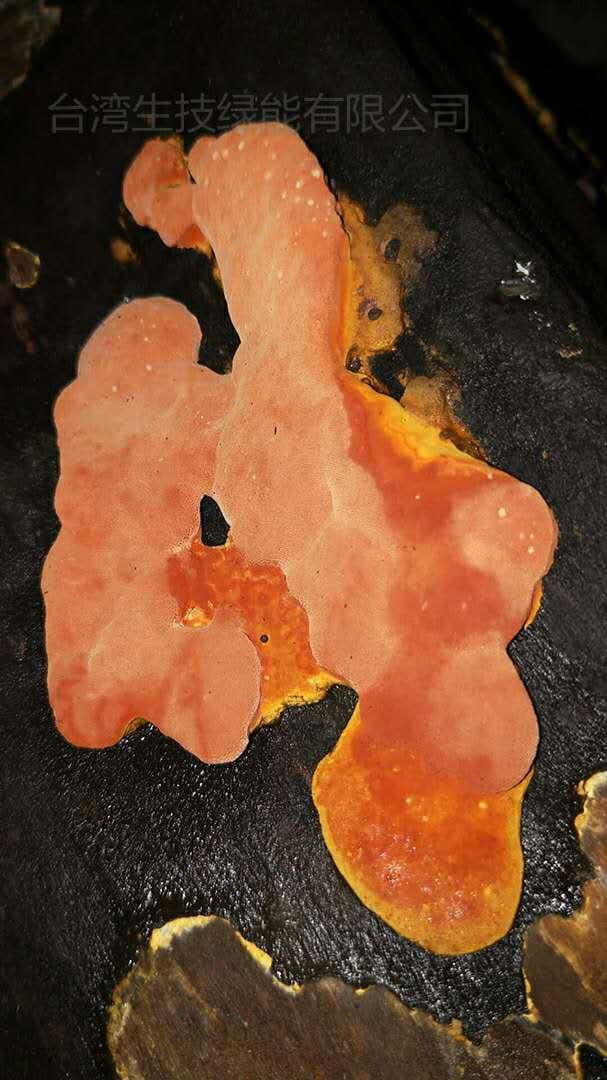 牛樟芝