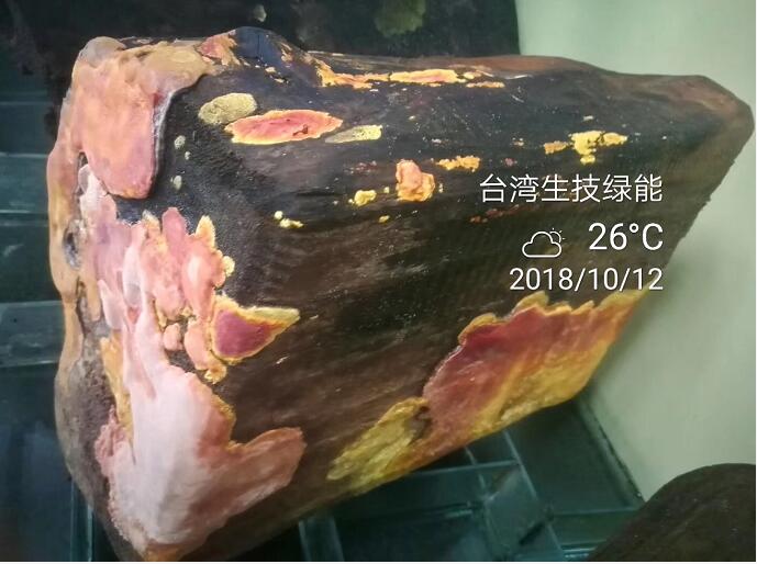 牛樟芝