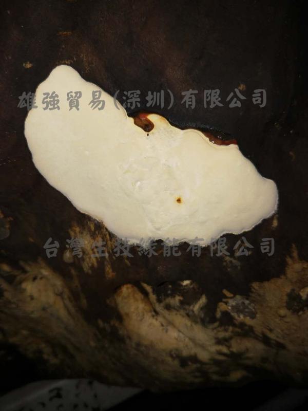 白樟芝