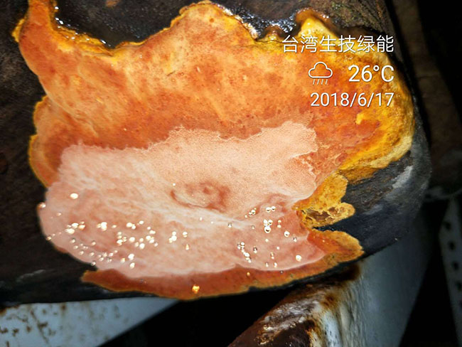 牛樟芝